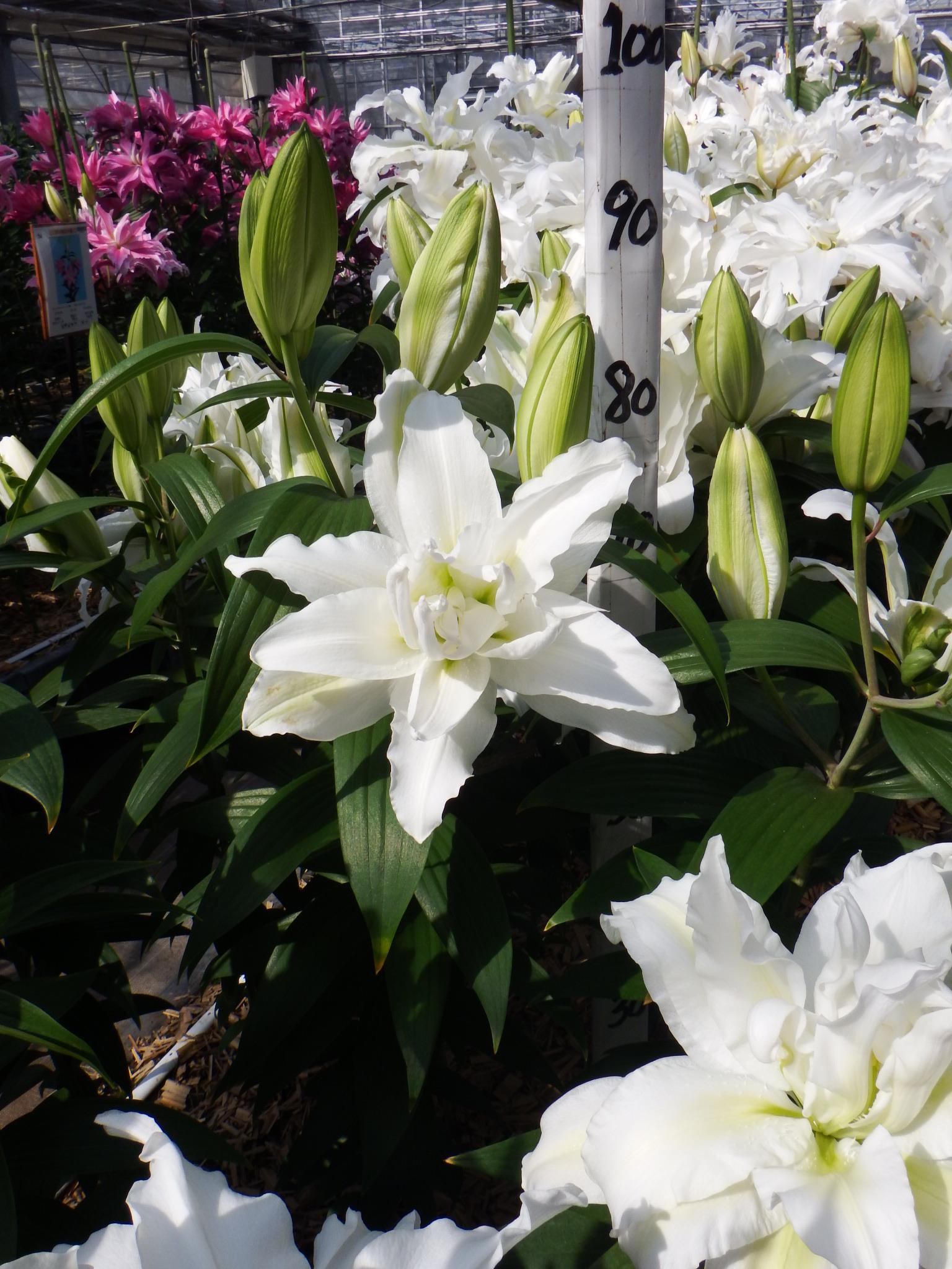 RL　アイシャ(八重)